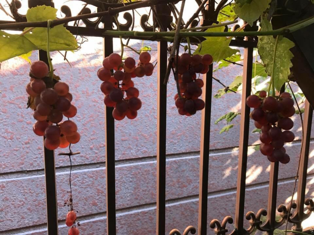 f0170524_09112713.jpg
