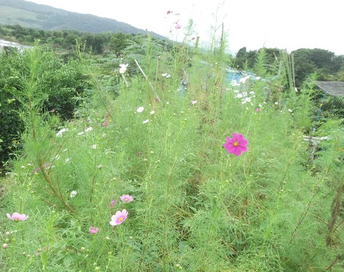 悪魔がやってきた..落花生の収穫_b0137932_20455842.jpg