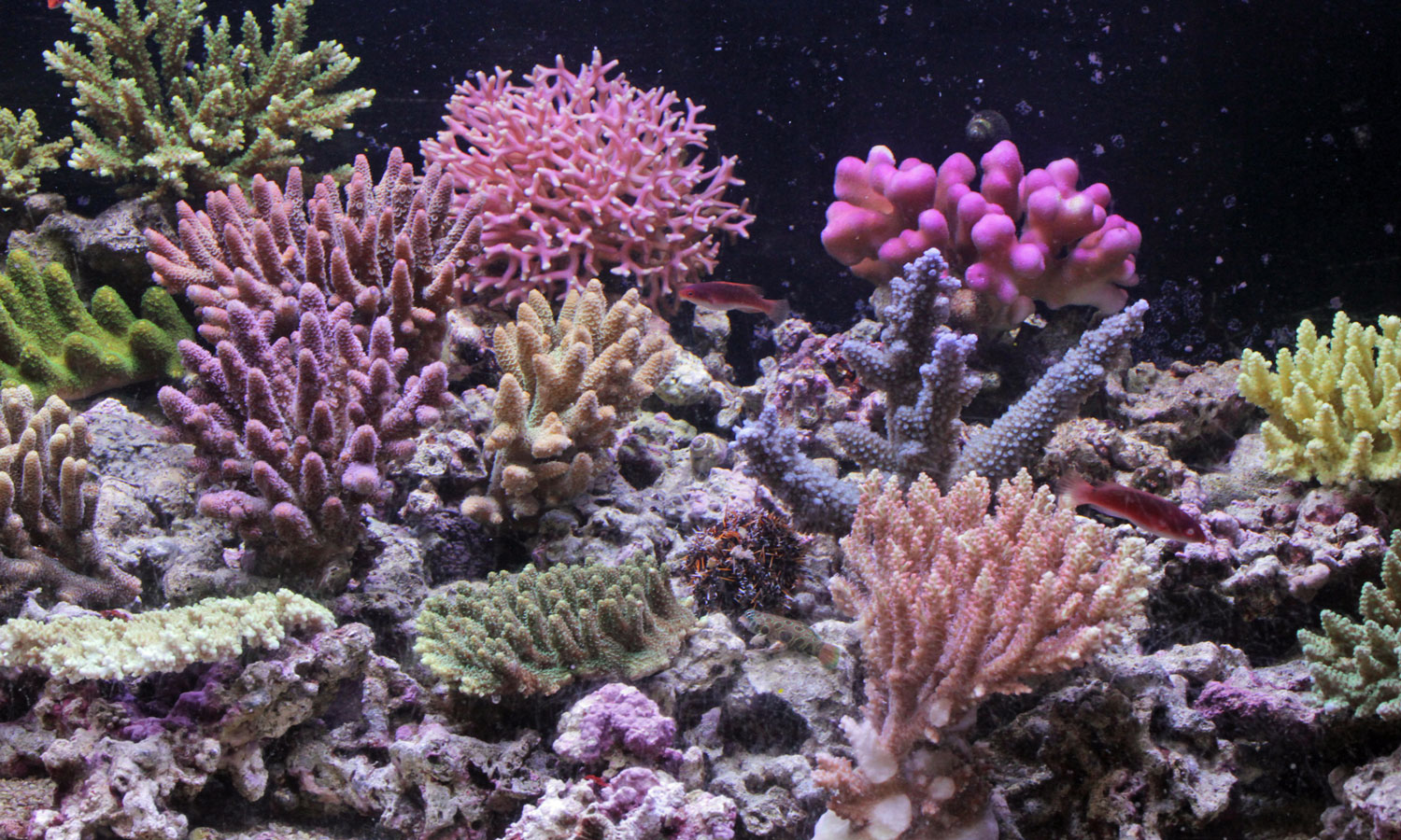 入荷情報~海水魚紅海便~_d0221436_23202959.jpg