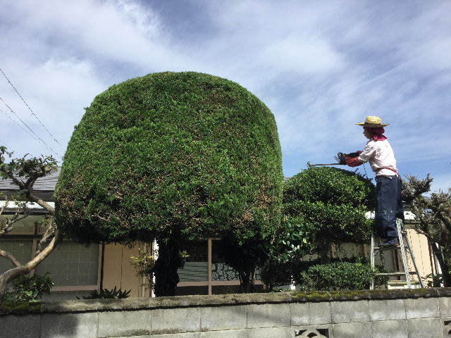 剪定作業_f0031037_18581212.jpg