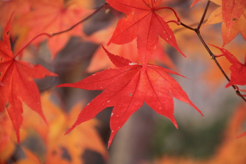 今年の紅葉はどうかなぁ 9月30日_f0113639_14182320.jpg