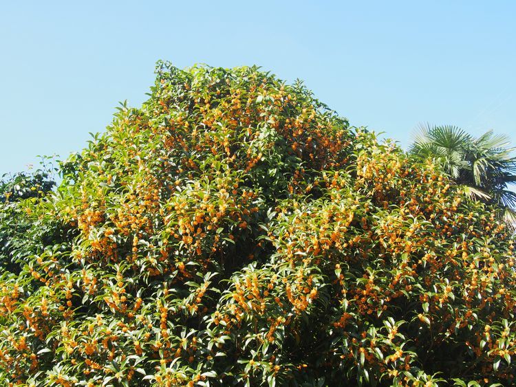 a0183741_16441031.jpg