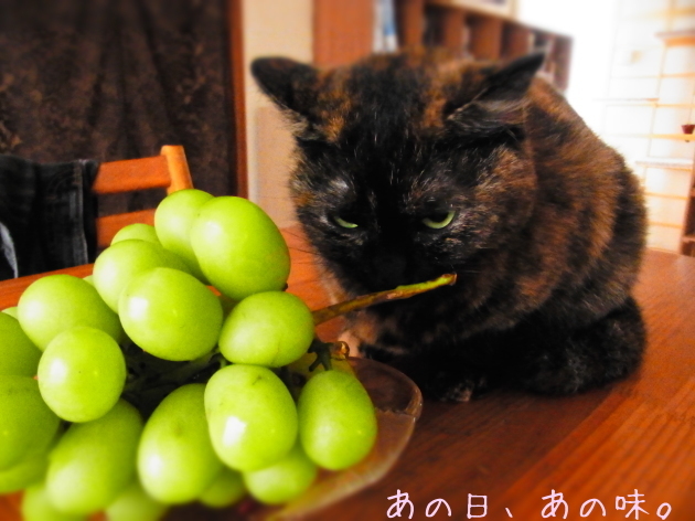 a0305046_10041146.jpg
