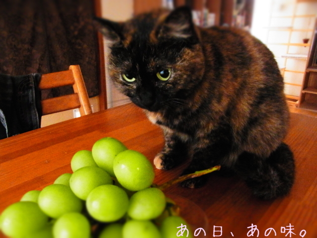 a0305046_10042707.jpg