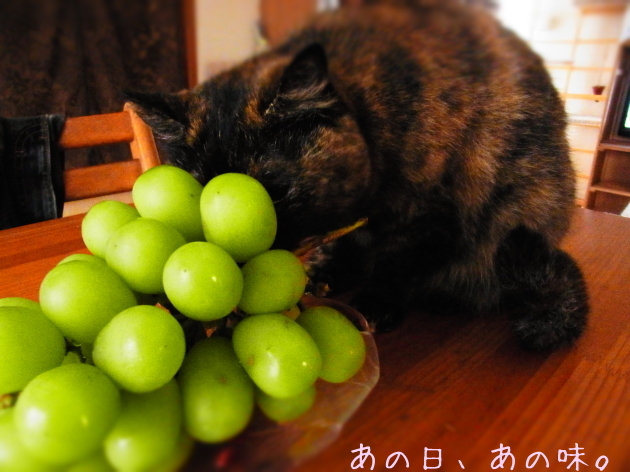 a0305046_10043469.jpg