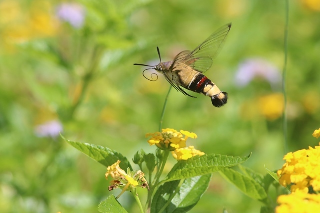 ホウジャク いろいる ２ 野山の住認たち