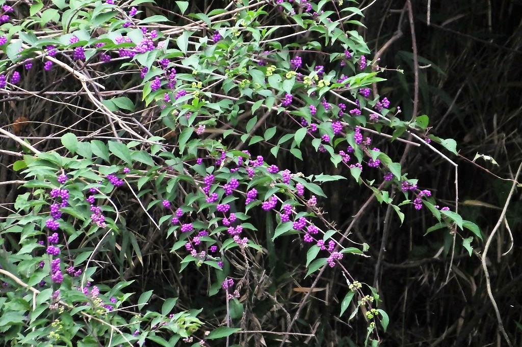 b0236251_11195529.jpg