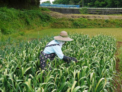 無農薬・無化学肥料で育てた熊本産『ステビアにんにく』令和元年度、数量限定で販売スタートしました!! _a0254656_18543274.jpg