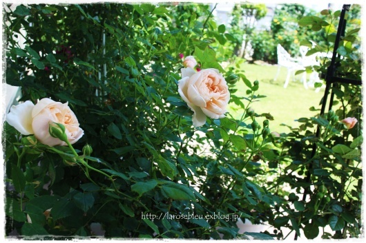 アンブリッジ ローズ の香り La Rose 薔薇の庭