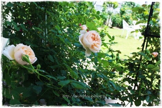 アンブリッジ ローズ の香り La Rose 薔薇の庭 アンブリッジ ローズ の香り La Rose 薔薇の庭