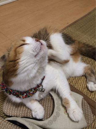 みなさまへ⑥ お知らせごとまとめ_b0181865_20592418.jpg