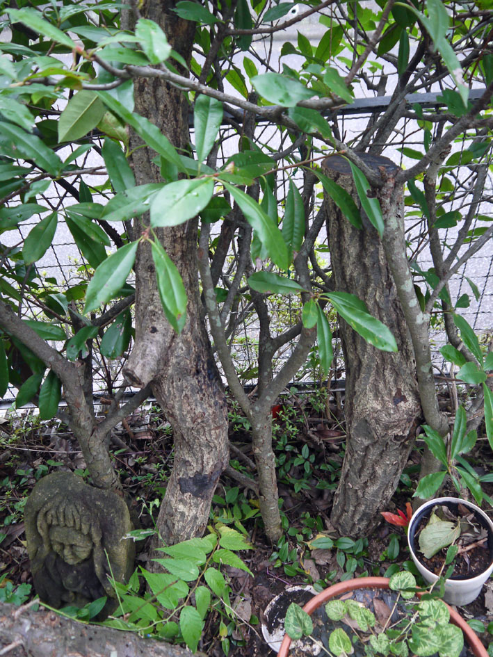 コナラの間伐材に植菌したシイタケようやく発芽：１６・９・２９_c0014967_110188.jpg