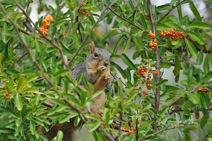 Squirrel_b0369375_2153539.jpg