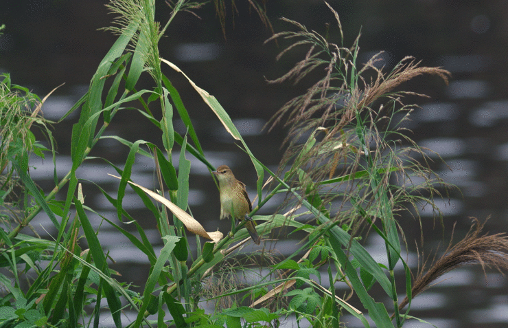 2016年　9月　　野鳥_c0176183_1749313.gif