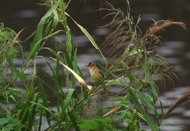 2016年　9月　　野鳥_c0176183_1750556.gif