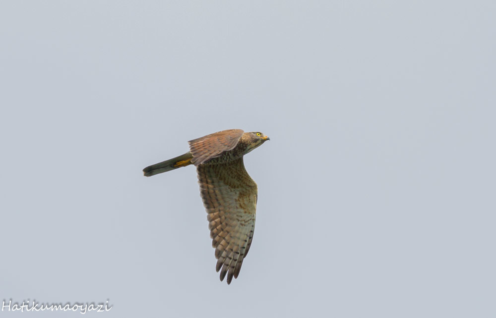 Grey-faced Buzzard !_e0123889_23024612.jpg