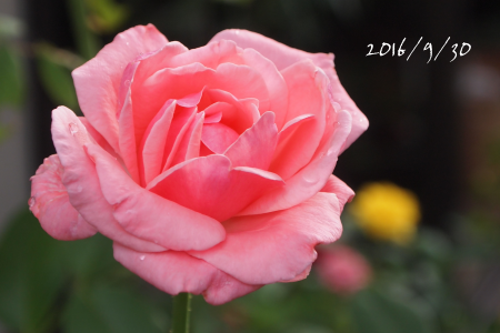 b0223592_9533474.png