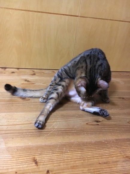 c0011300_23530319.jpeg