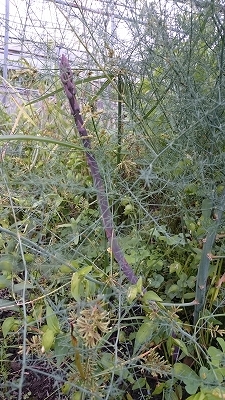 c0163102_20190798.jpg