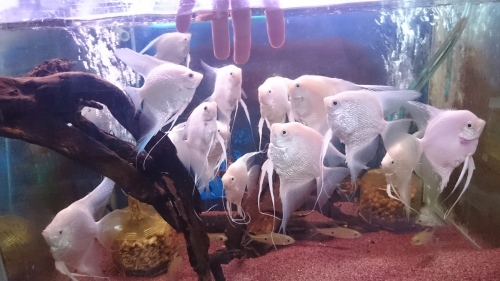 2016年熱帯魚入荷情報!Vol.17 ここ最近の入荷魚_b0141806_00581626.jpg