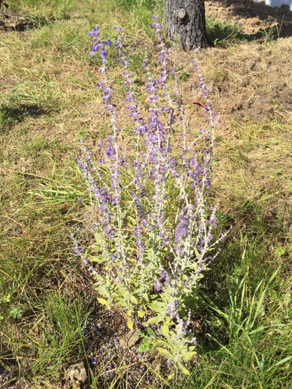 ロシアンセージ ヘブンリーブルーの咲く朝に ロシアンセージ ヘブンリーブルーの咲く朝に