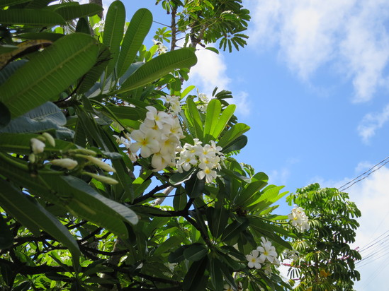 c0180009_11374953.jpg