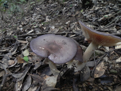 e0352220_10360890.jpg