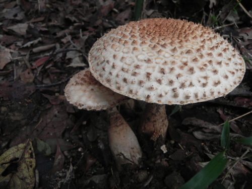 e0352220_11173601.jpg