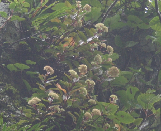 f0193521_20213442.jpg