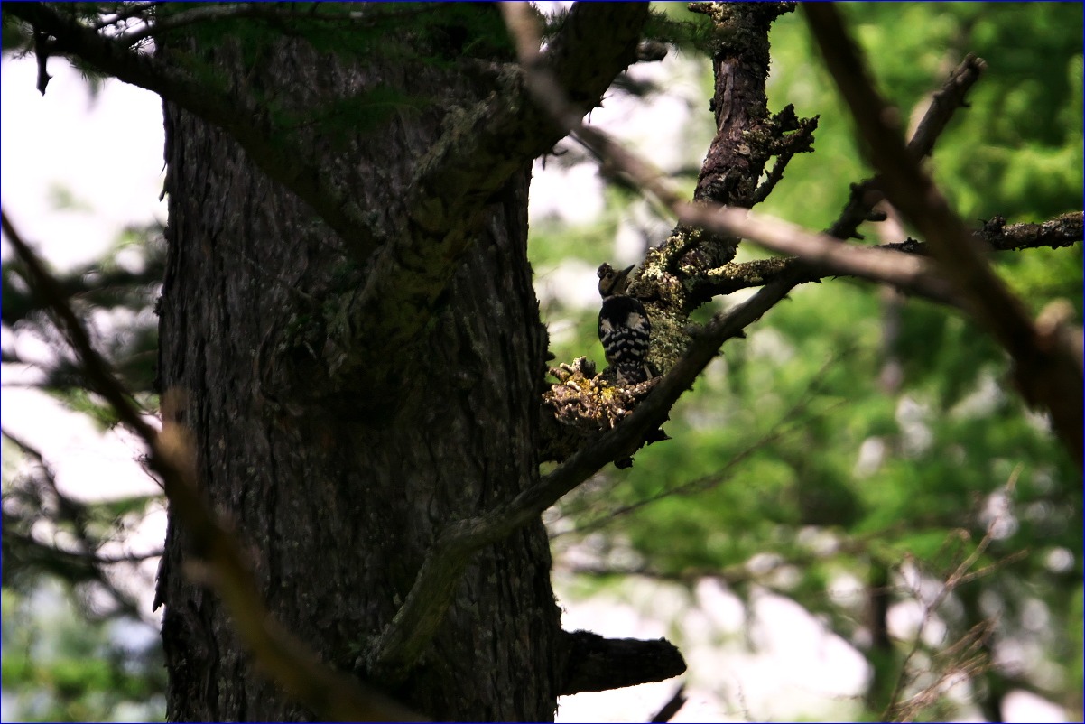 奥日光の野鳥たち・2016年8月編_d0137627_012685.jpg