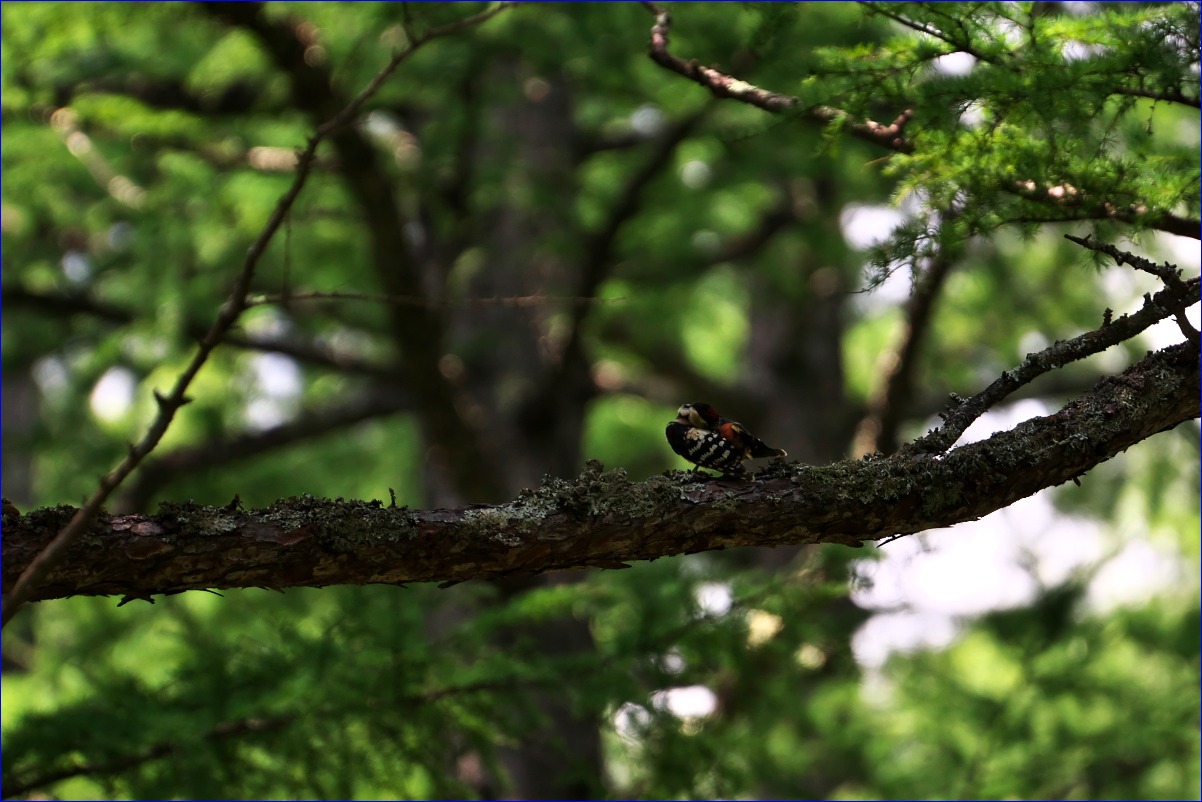 奥日光の野鳥たち・2016年8月編_d0137627_074252.jpg
