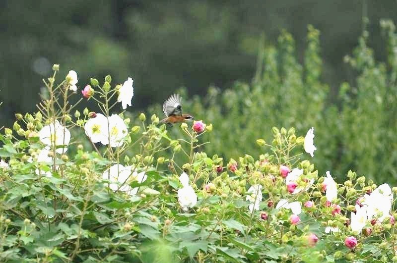 モズ・・・酔芙蓉の花に_c0233349_09483672.jpg