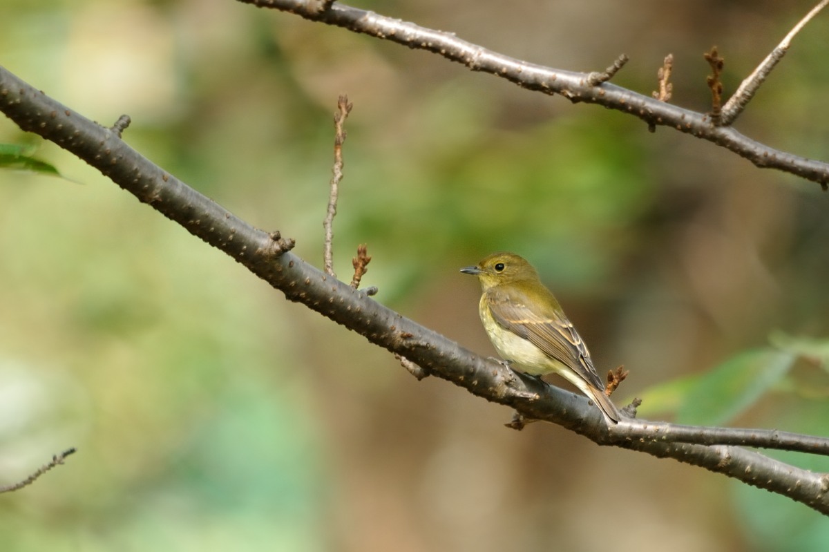 昨日の公園の鳥さん達♪_c0334250_21285044.jpg