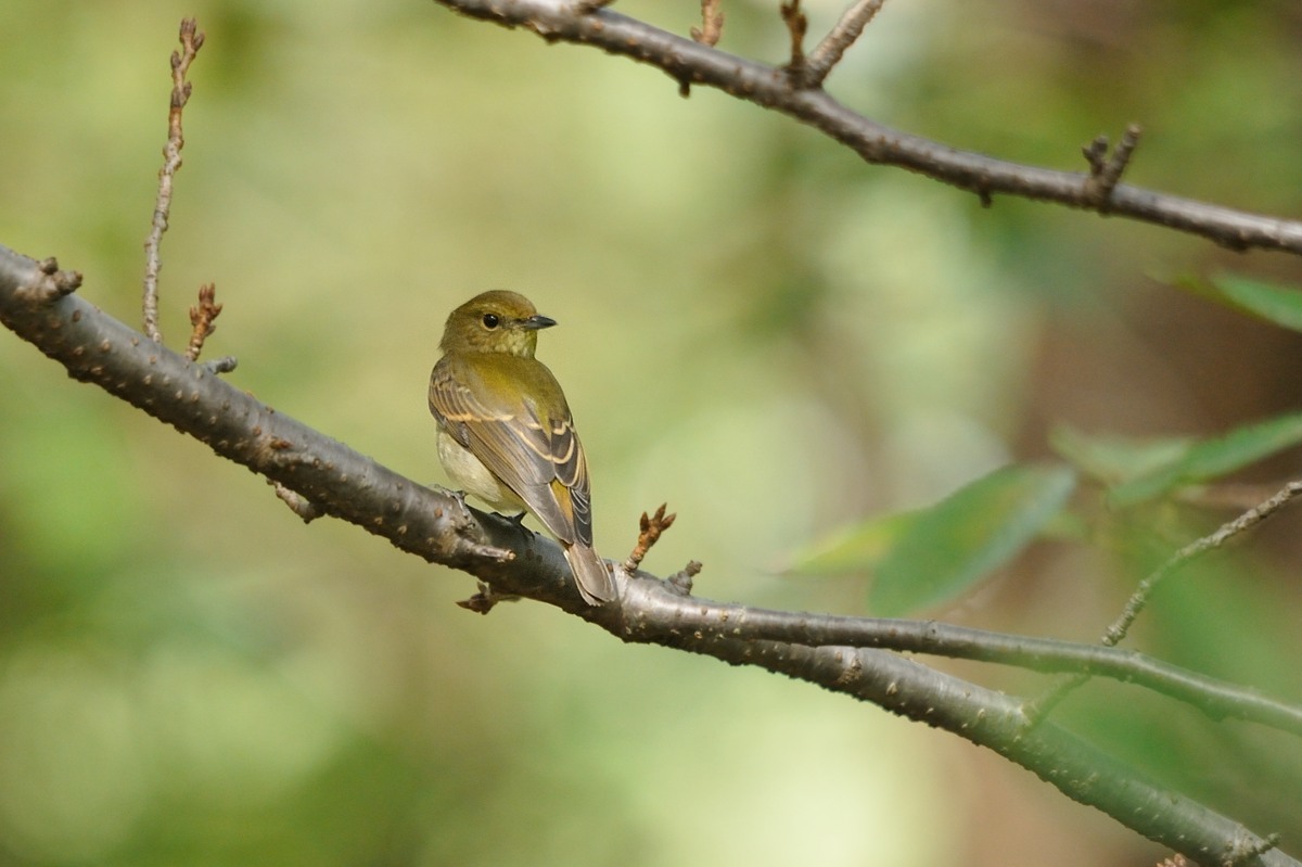 昨日の公園の鳥さん達♪_c0334250_21291524.jpg