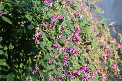 秋の七草　　百合が原公園_f0362073_03510717.jpg