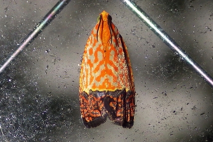 e0046474_1518533.jpg