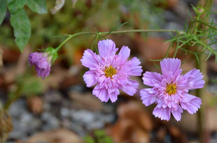 Cosmos flowers_b0369375_534672.jpg