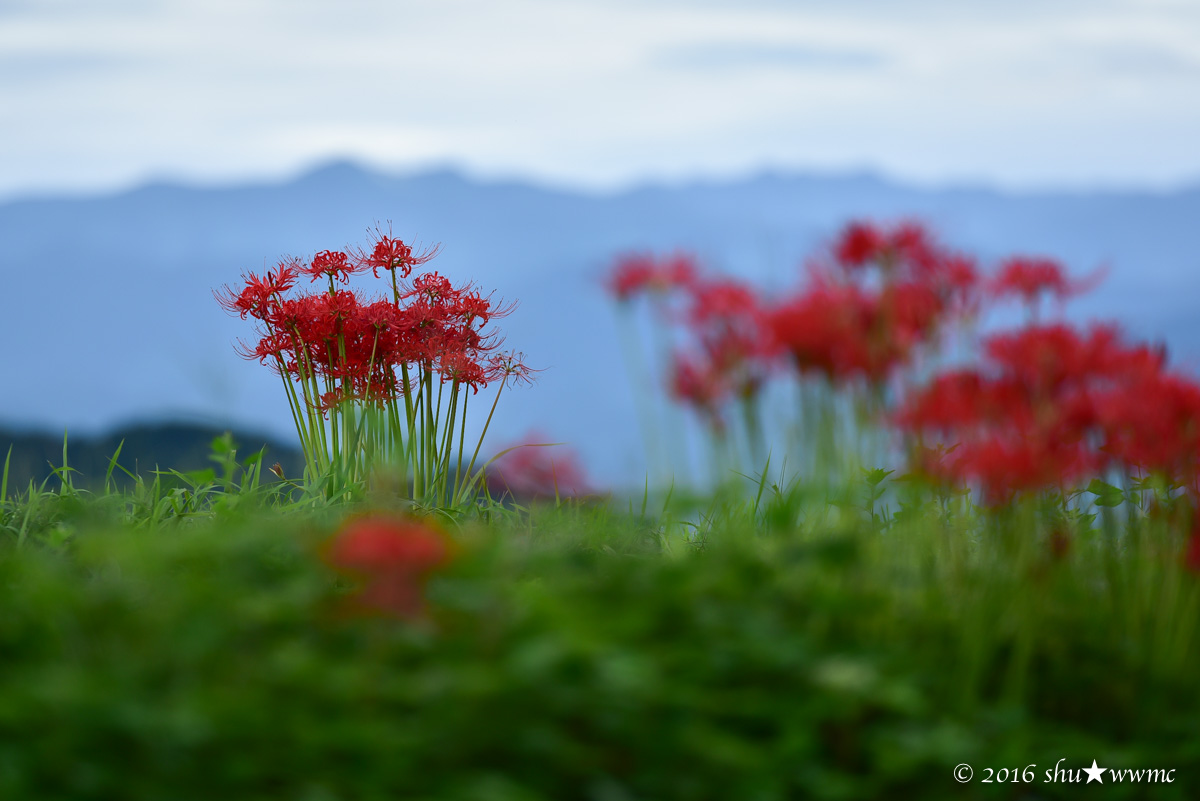 曼珠沙華2016:4:大和平野に_a0142976_8313339.jpg