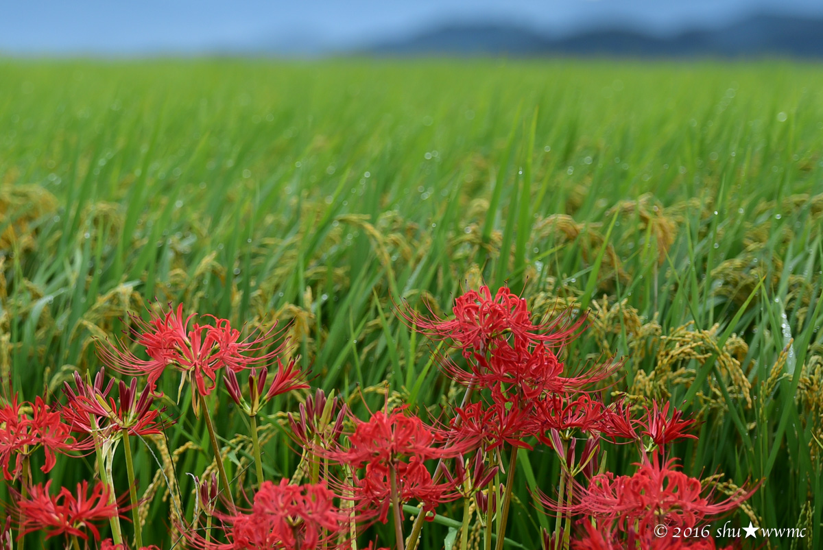 曼珠沙華2016:4:大和平野に_a0142976_8342624.jpg