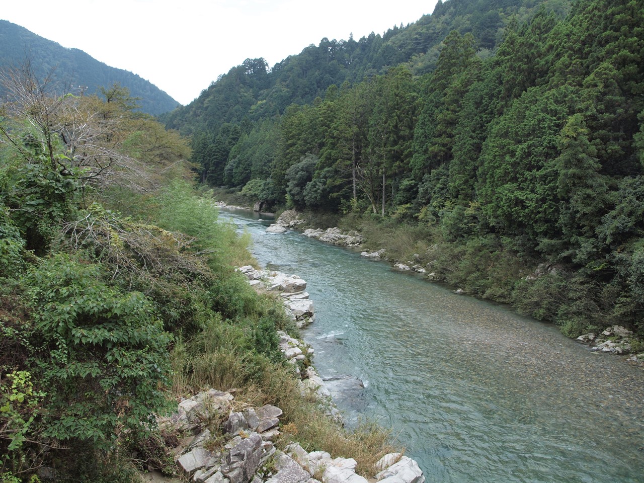 『板取川周辺と近くの園芸店を散策・・・』_d0054276_20263828.jpg