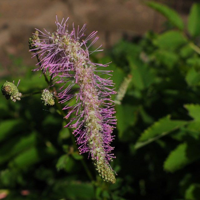 c0183777_7123760.jpg