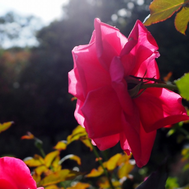 c0183777_7201231.jpg