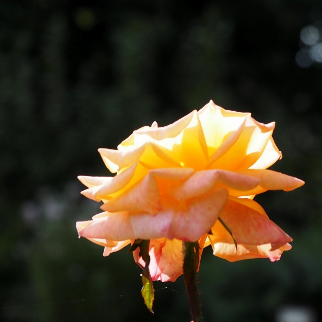 c0183777_7202880.jpg