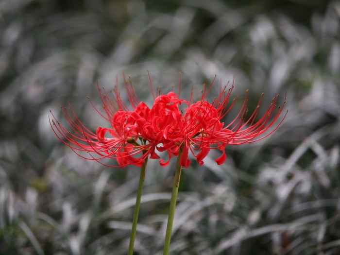 清澄庭園　　彼岸花_a0085679_09153140.jpg