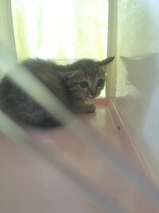 子猫にゃん救出大作戦☆_c0245679_1403418.jpg