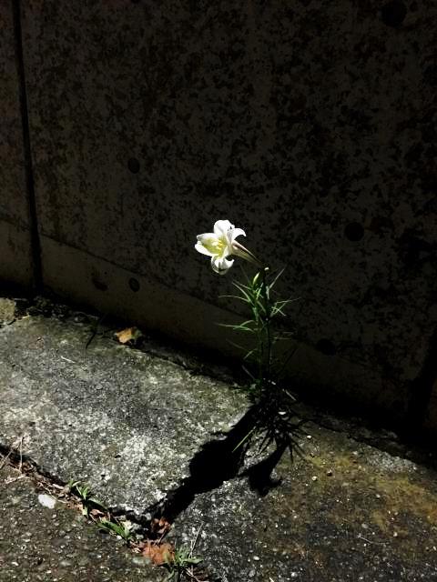 コンクリートのあいまにユリが咲く 写真でイスラーム