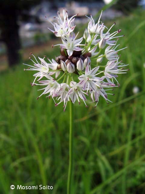ノビル 野蒜 草花と自然blog ノビル 野蒜 草花と自然blog