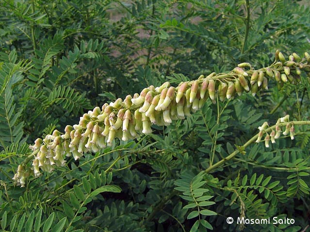 クララ 眩 苦参 草花と自然blog クララ 眩 苦参 草花と自然blog