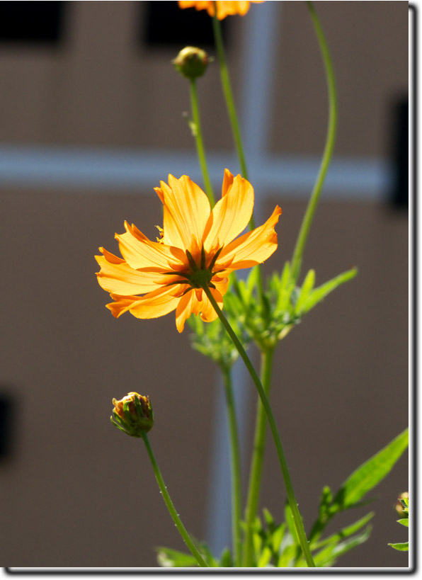 散歩道の草花_b0160495_2039895.jpg