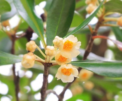 冬蜜 それは冬の花園で採れる蜂蜜 蜂蜜専門店ドラート ドラートスタッフブログ 冬蜜 それは冬の花園で採れる蜂蜜 蜂蜜専門店ドラート ドラートスタッフブログ